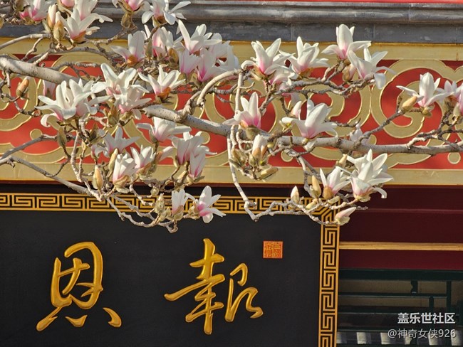 【春日序曲】玉蘭花開