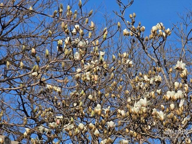 【春日序曲】玉蘭倚樓醉