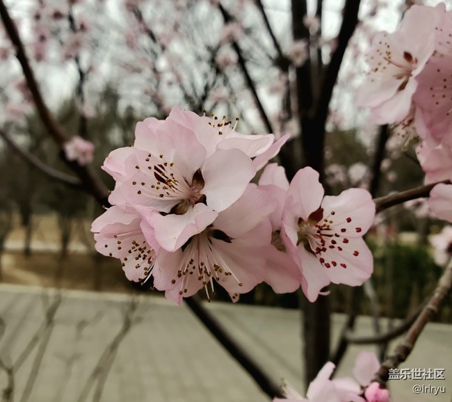 【春花浪漫】+春日桃花