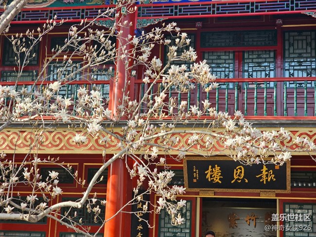 【春日序曲】玉蘭花開