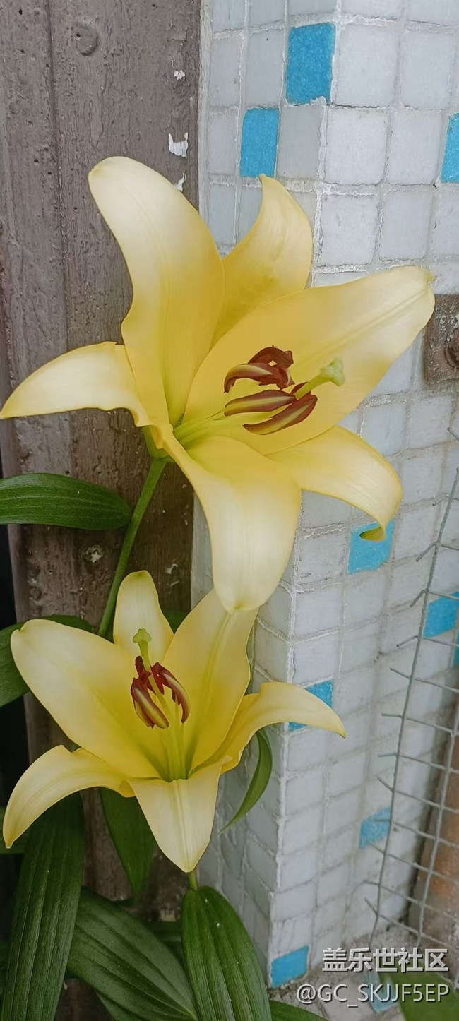 【廣州的花花們】花海與思緒的交織