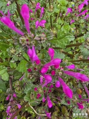 【好春光】+春天的樣子