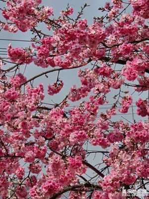 【好春光】春天來了