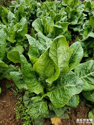 【好春光】+春天的菜園