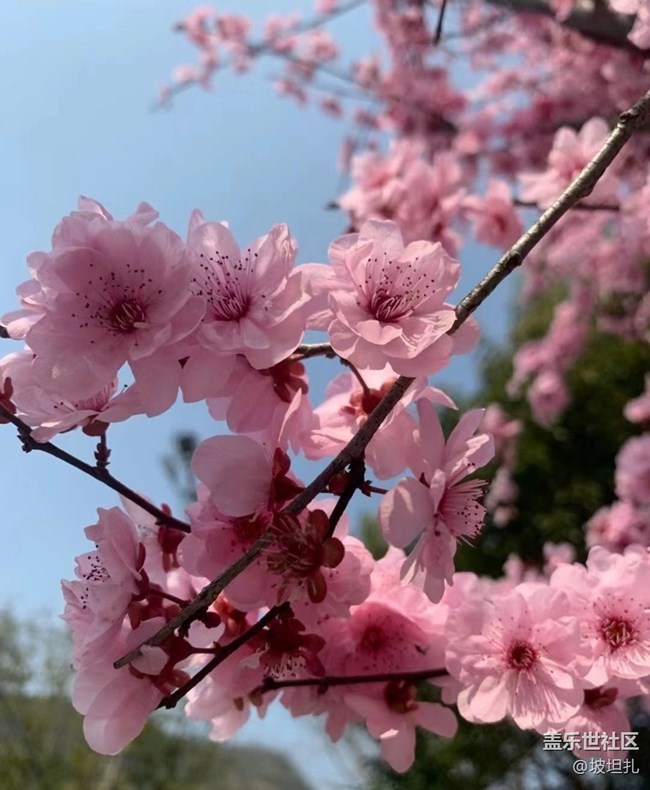 【春日尋花】花開正當(dāng)時