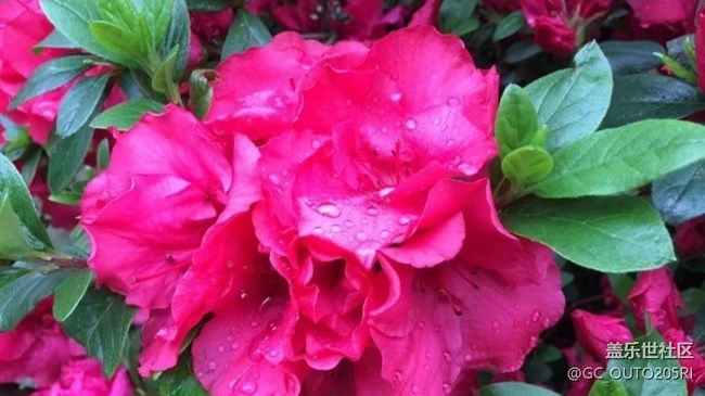 【春日尋花】雨后