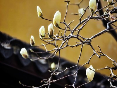 【好春光】+龍華寺