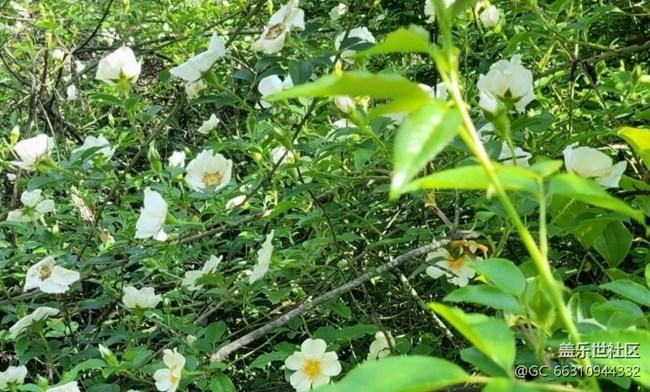 【春日尋花】野花