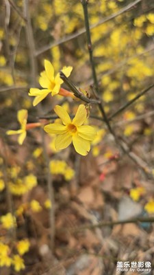 好一朵迎春花??