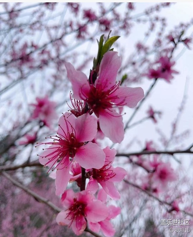 【春日尋花】花開正當(dāng)時