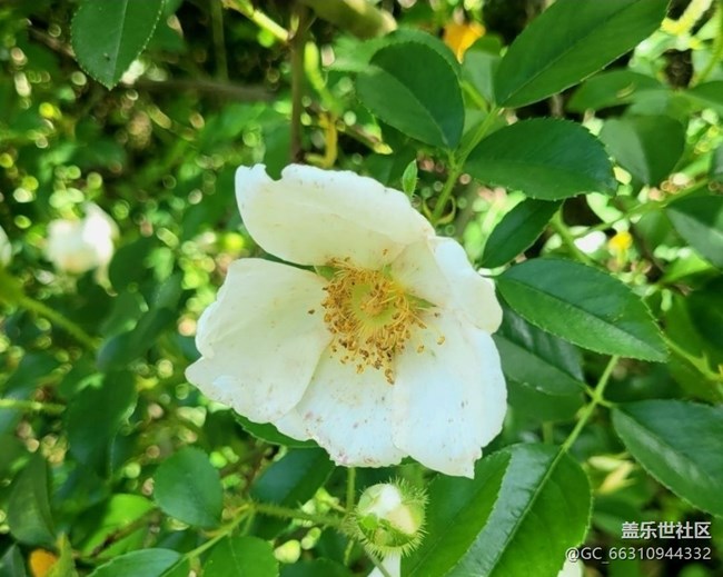 【春日尋花】野花