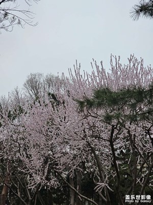 【好春光】+桃花與雪花