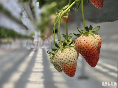 “莓”有煩惱！