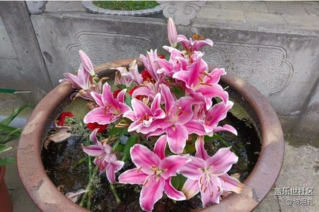 【春日尋花】花開正當(dāng)時