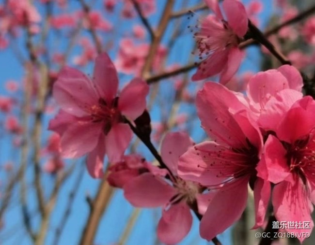 【春日尋花】很多花