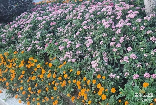 【廣州的花花們】花壇