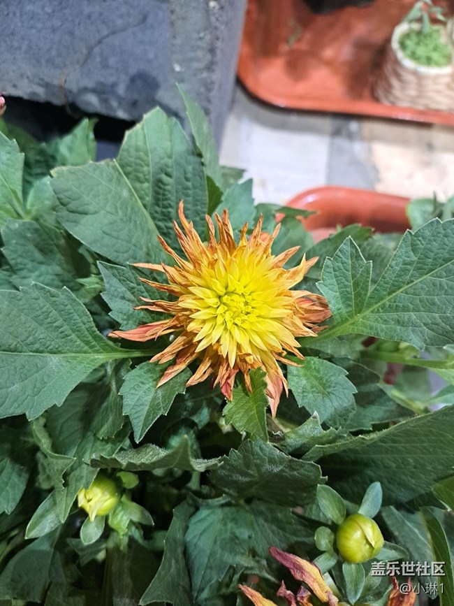 【青青嫩芽】花苞