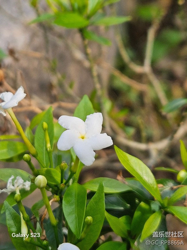 【活動回顧】古鎮(zhèn)尋梅