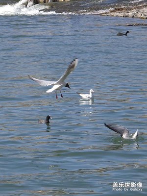 【好春光】＋紅嘴鷗