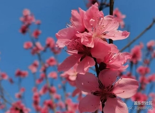 【春日尋花】很多花