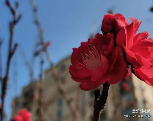 【春日尋花】很多花