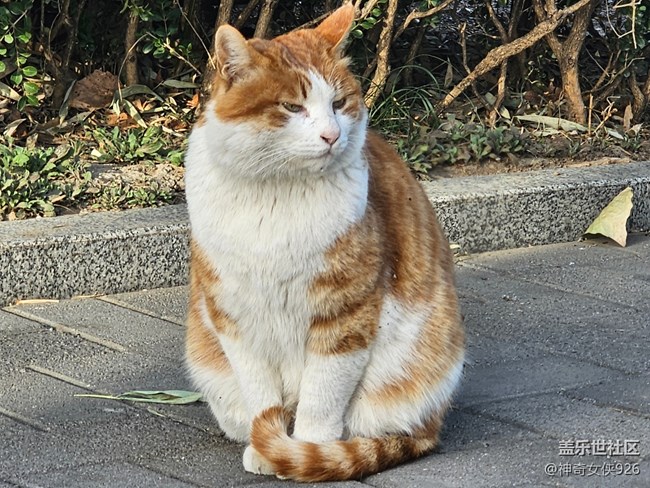 【春日序曲】悠閑春日