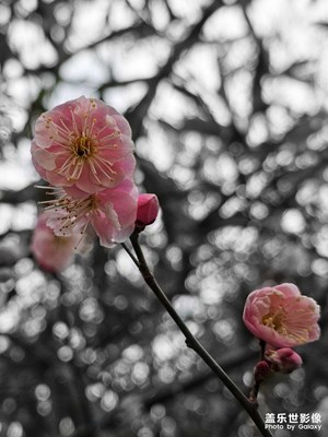 【好春光】＋桃夭盈盈