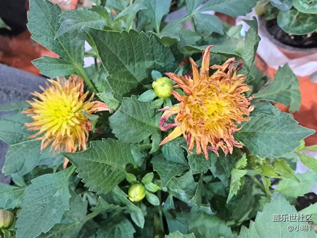 【青青嫩芽】花苞