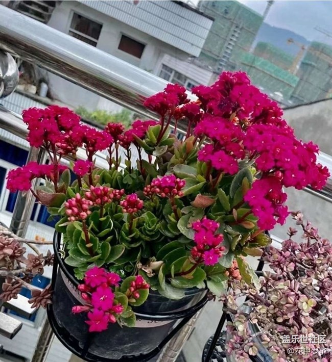 【春日尋花】春暖花開(kāi)