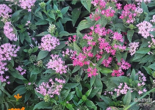 【廣州的花花們】花壇