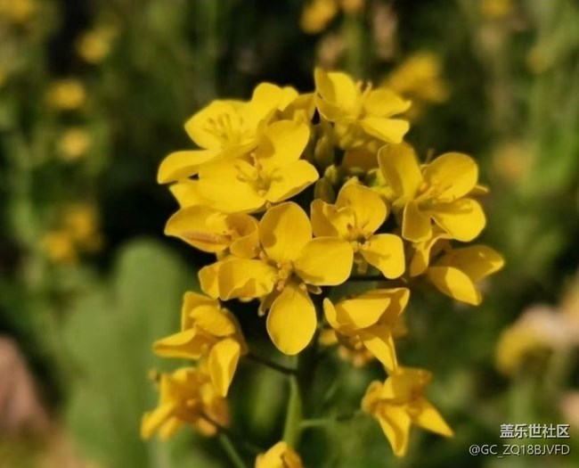 【春日尋花】很多花