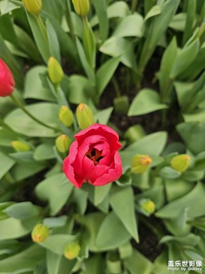 【好春光】+萬物復(fù)蘇