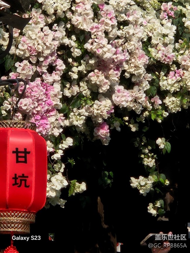 【活動回顧】古鎮(zhèn)尋梅