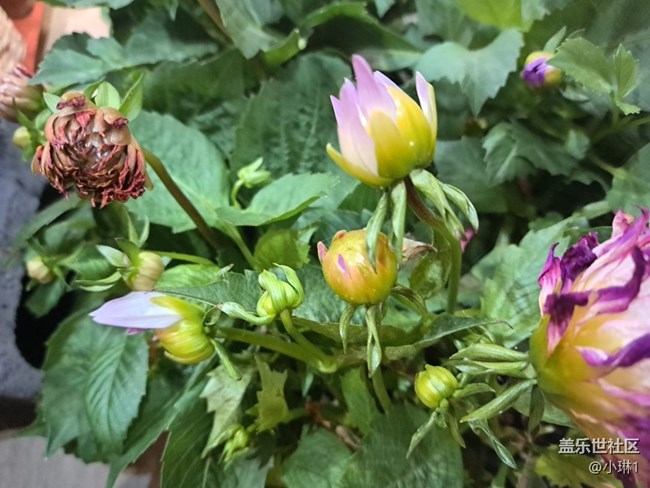 【青青嫩芽】花苞