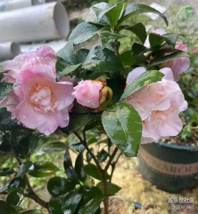 【春日尋花】春暖花開(kāi)