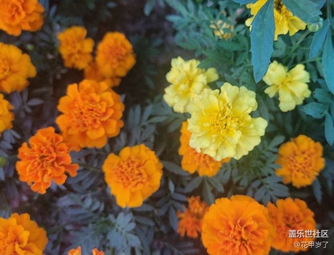 【廣州的花花們】花壇