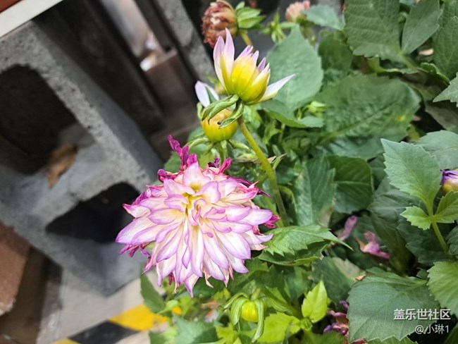 【青青嫩芽】花苞