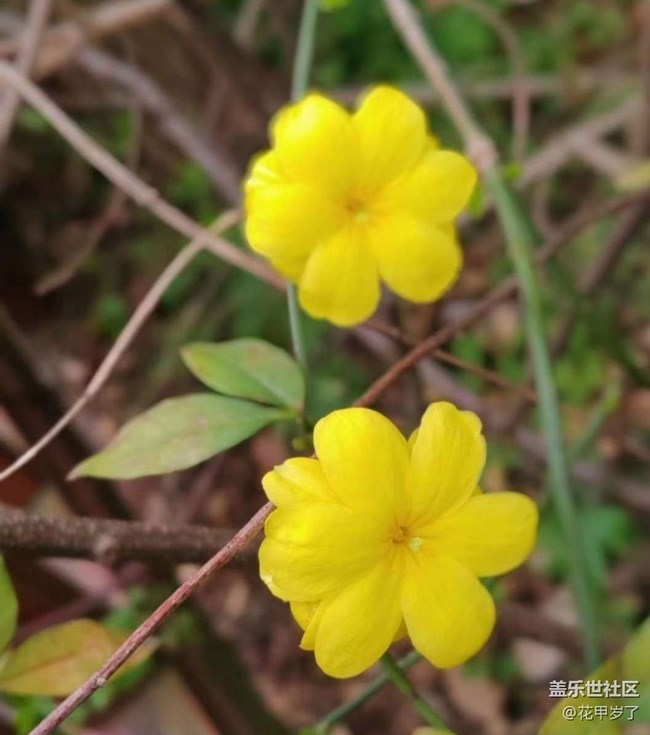 【春日尋花】春暖花開(kāi)