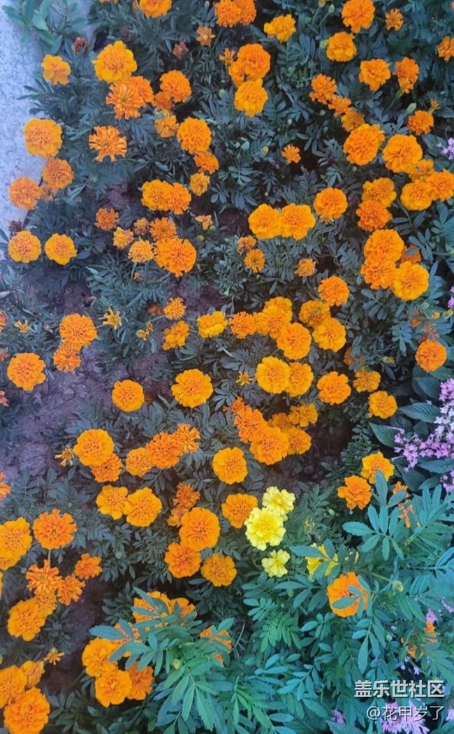 【廣州的花花們】花壇