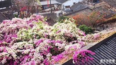 【好春光】+甘坑古鎮(zhèn)三角梅花和炮仗花瀑布