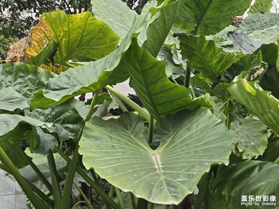 【好春光】+路過春天