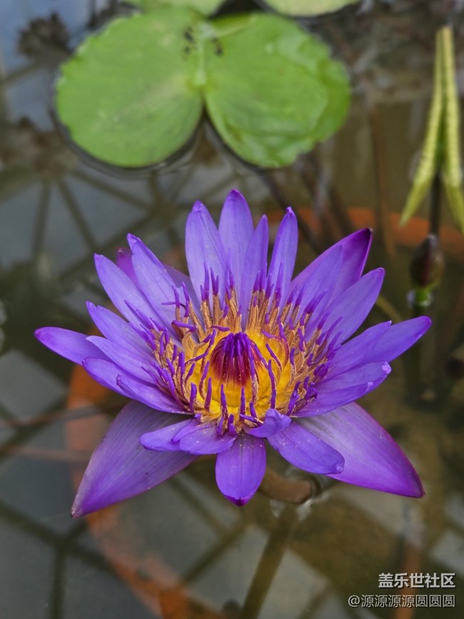 【花開盛宴】武漢星部落活動總結(jié)帖