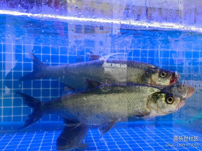 【時間在此刻靜止】海鮮盛宴，味蕾的狂歡