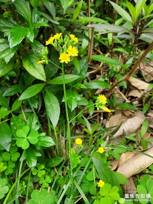 【好春光】春暖花開