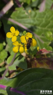 【好春光】+花兒