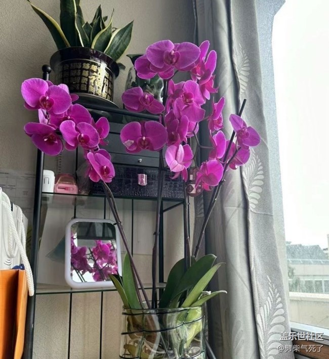 【春日尋花】開花了