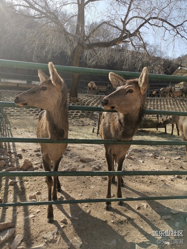 【春日序曲】可愛(ài)的鹿