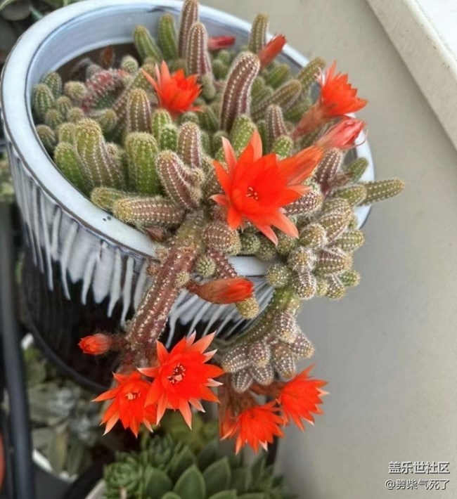 【春日尋花】開花了