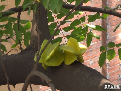 【好春光】+ 春光無限好