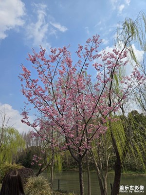 【好春光】+春韻滿眸